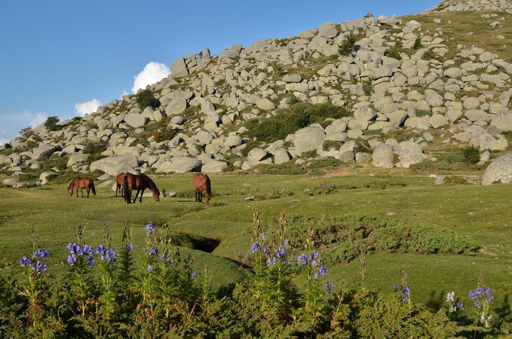 Gite Du Chalet Pietri Olivese Zewnętrze zdjęcie